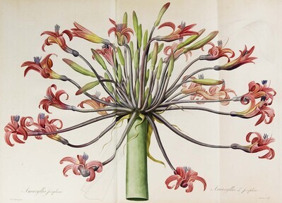 12944
          <br/>
          Les Liliacées.
          <br/>
          <em></em>